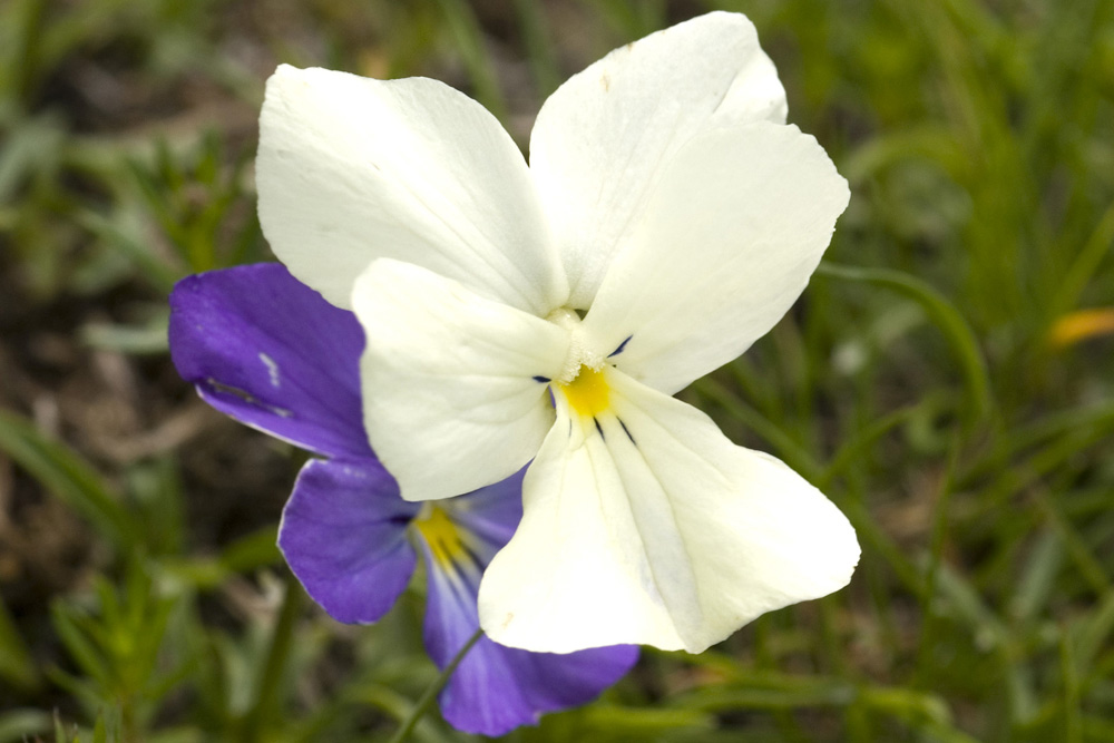 Viola calcarata/Viola con sperone